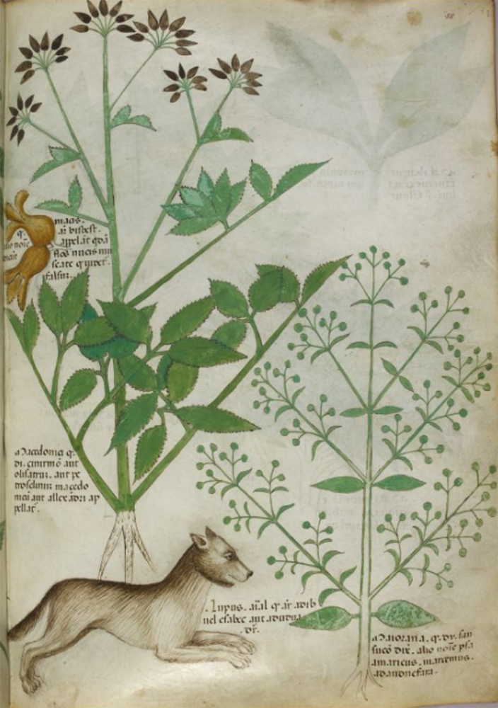 Sample page - British Library Sloane MS 4016