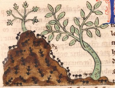 Ants swarming on a hill