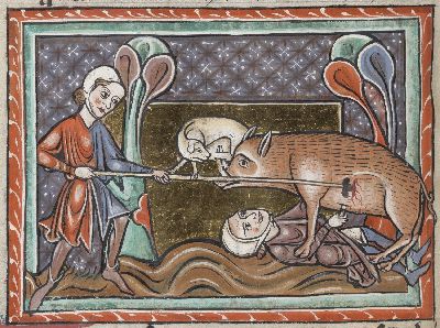Wild boar being hunted