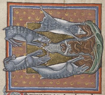 Badger being used as a wheelbar by diggers