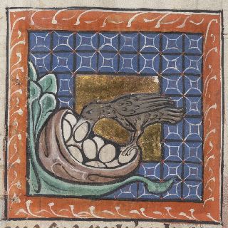 Partridge stealing eggs from another bird's nest