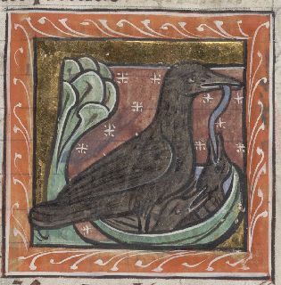 Ravens feeding chicks in a nest