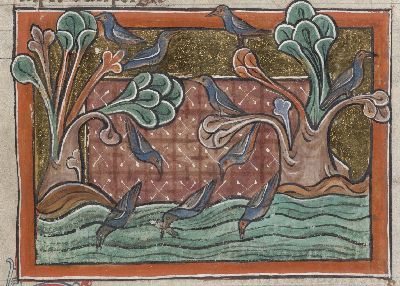 Martinetas diving for fish