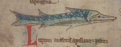 Toothy blue fish called sea-wolf