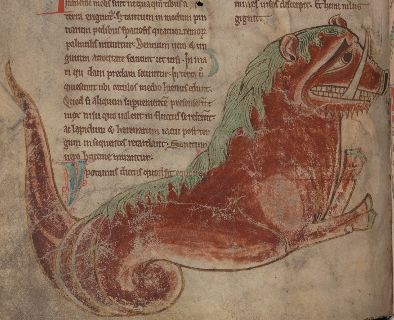 Fierce hippopotamus with tusks