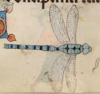 A finely drawn blue dragonfly