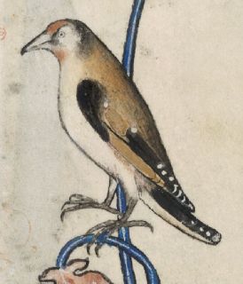 Accurate drawing of a goldfinch