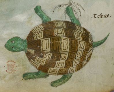 Tortoise with a patterned shell