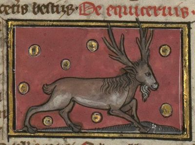 Equicervus, the horse-stag