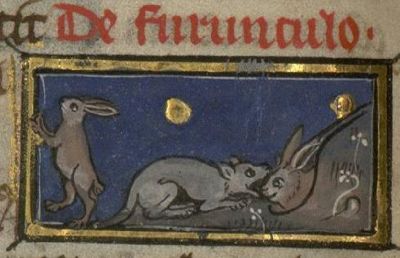 Ferret hunting rabbits