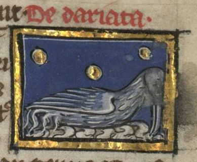 Dariata, a bird with no legs