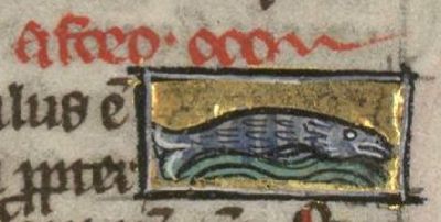 Very small aphorus fish