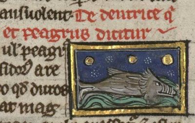 Bream with several large tusks