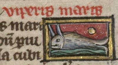 Sea-viper with poisonous horns on its head