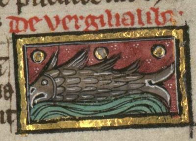 Vergiliales as a fish with a hooked nose