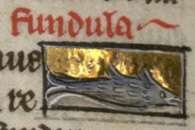 Fundula as a fish at the water bottom