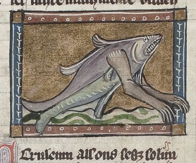 Ceruleum as a fish with two arms