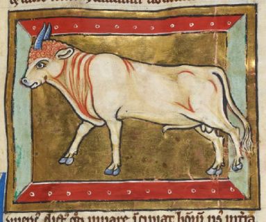 A finely-drawn bull