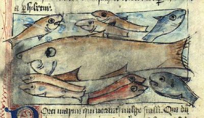 Fat brown fish surrounded by smaller fish